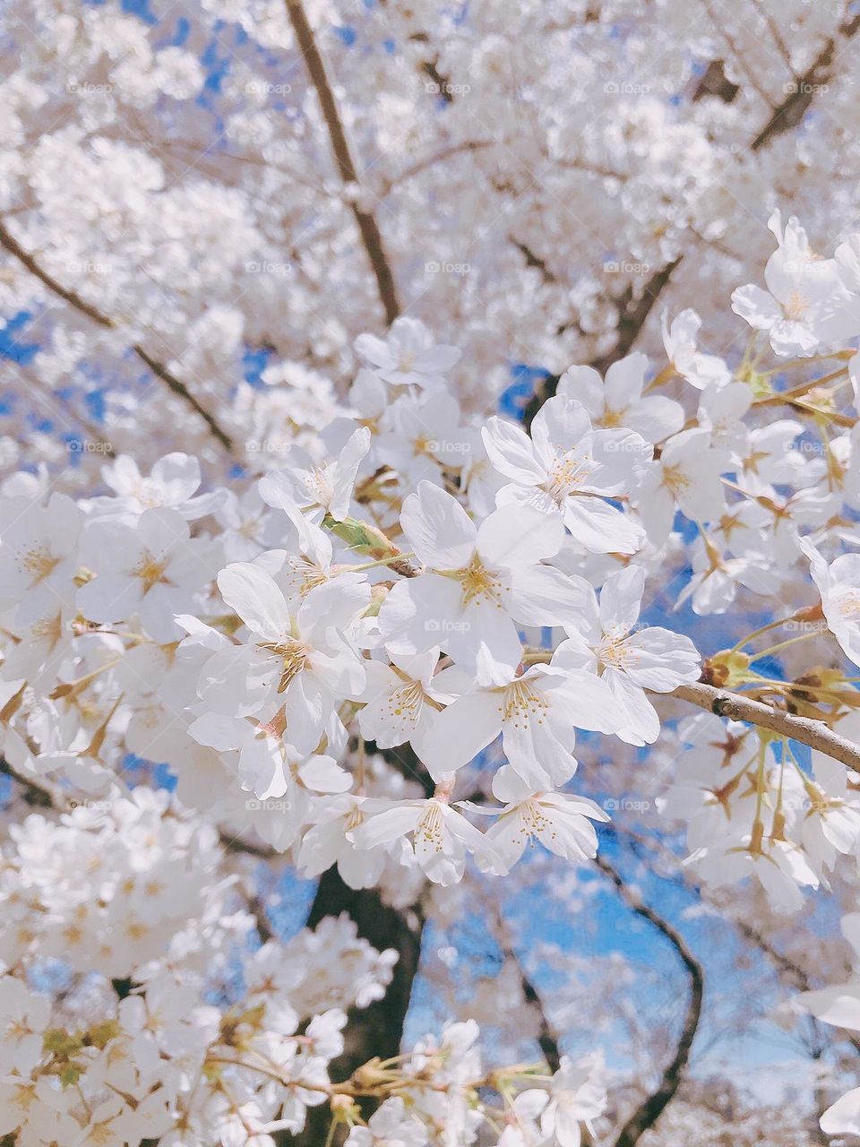 Cherry Blossoms