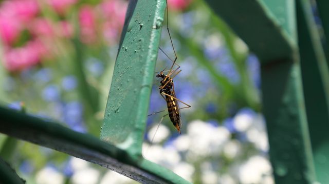 insect