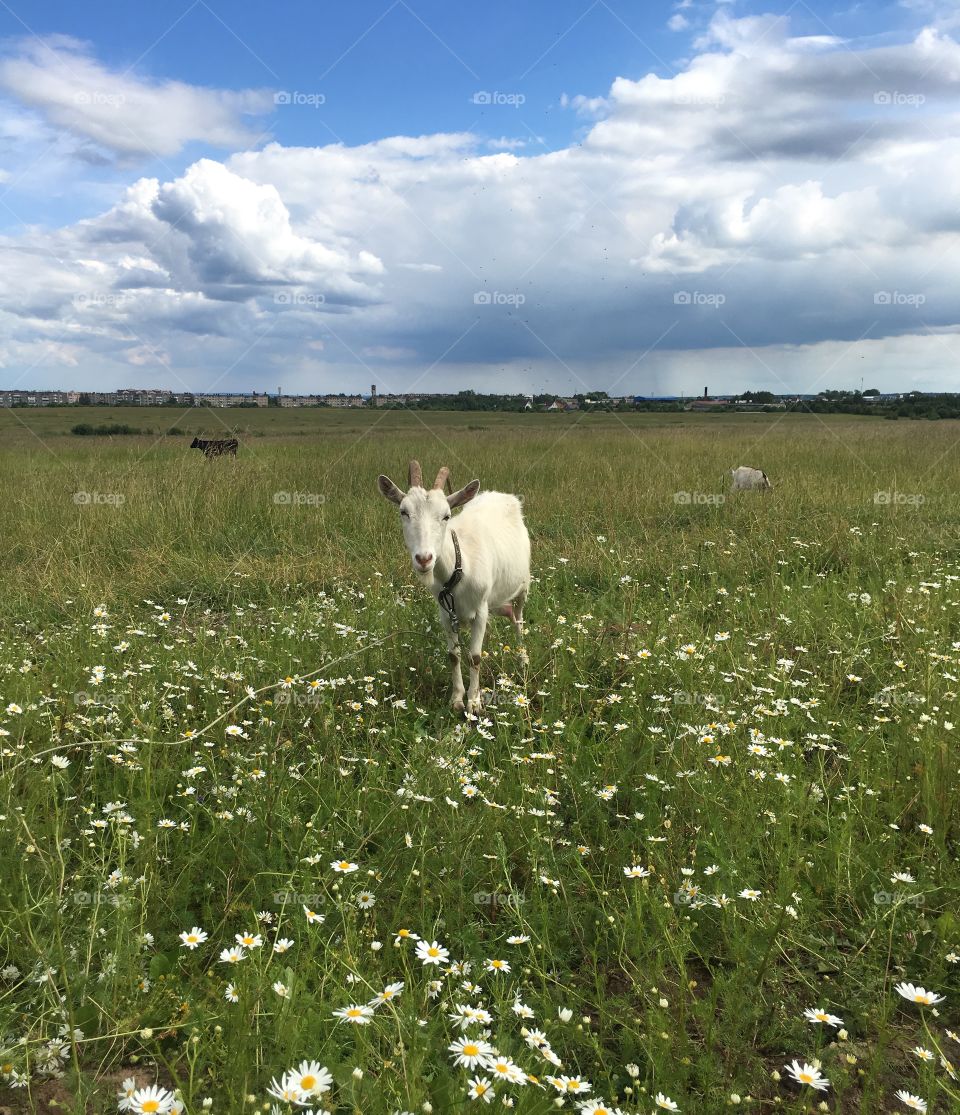 goat walking in the field