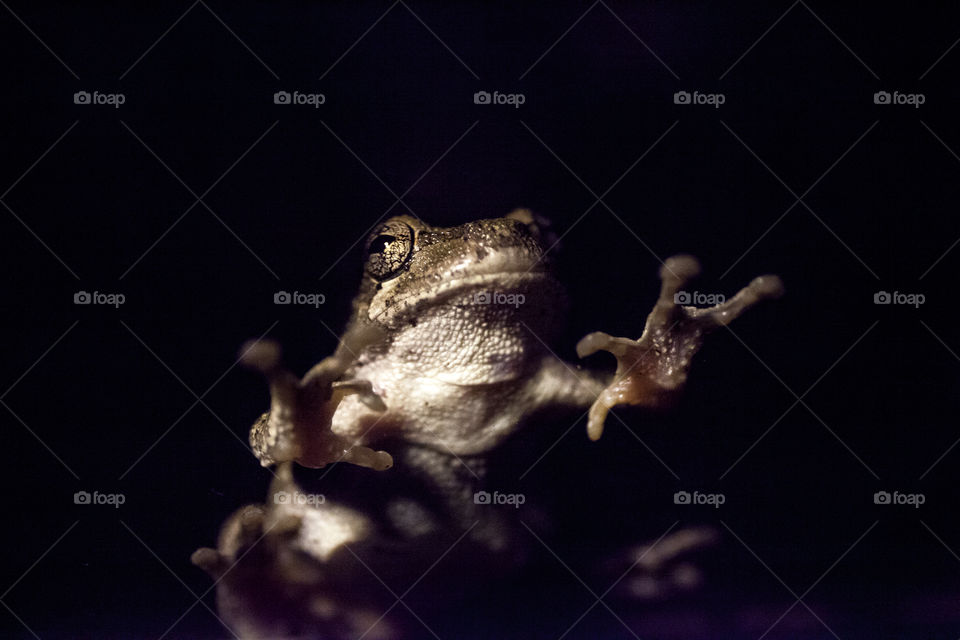 frog landing on glass at night