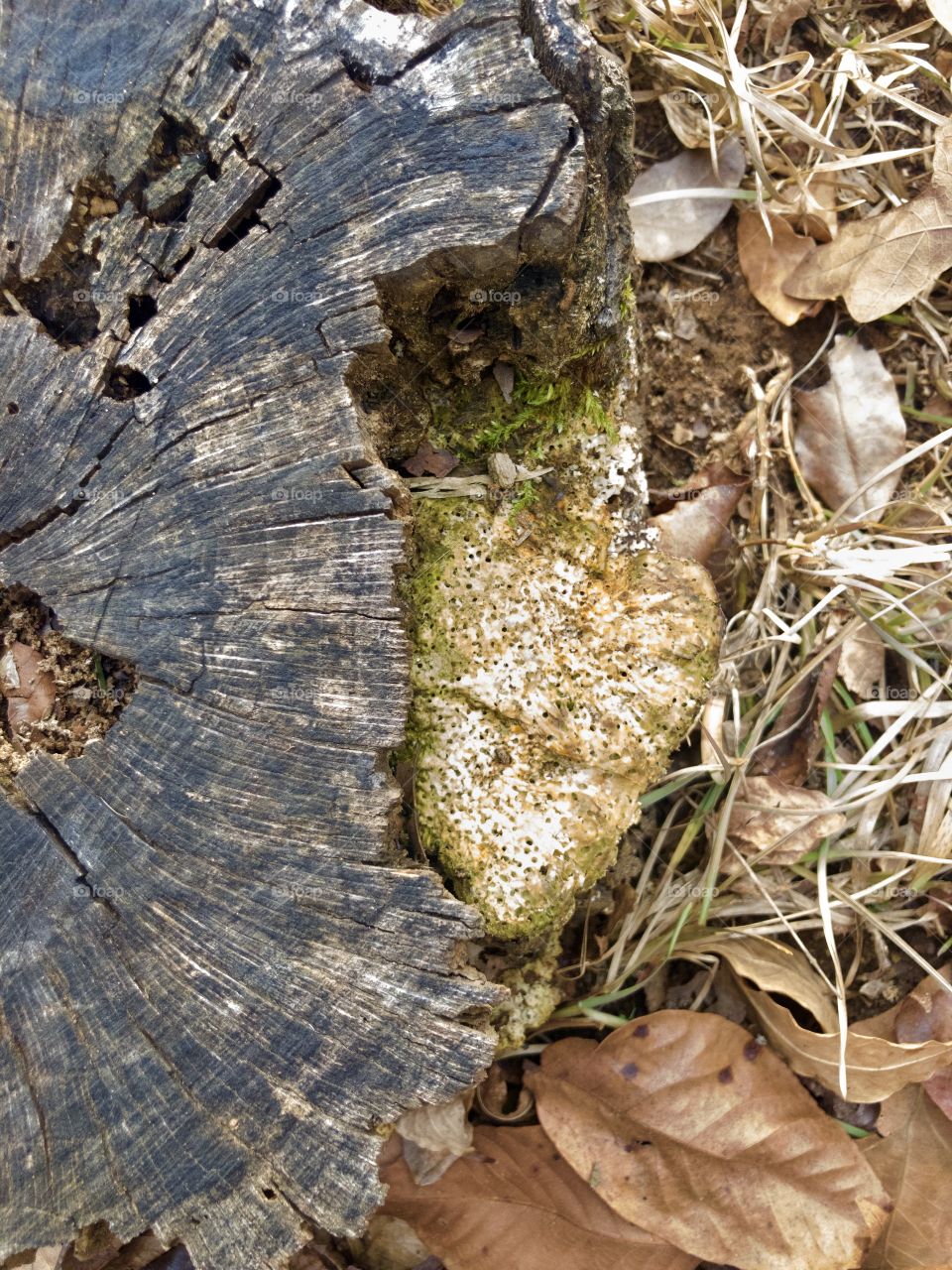 Extreme overhead closeup of cracked tree stump dead leaves and unusual fungi 
