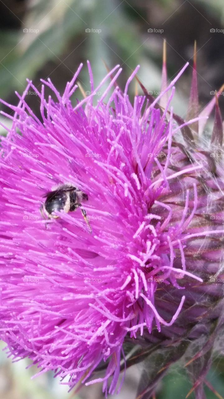 Bee and Thistle