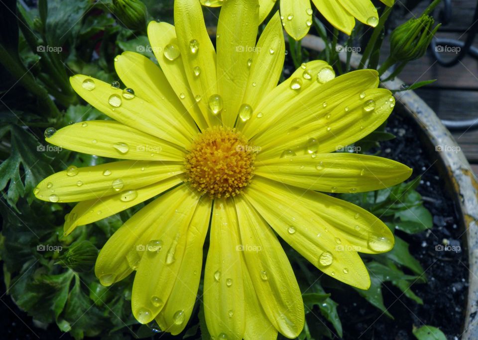 Dew drops on yellow flower