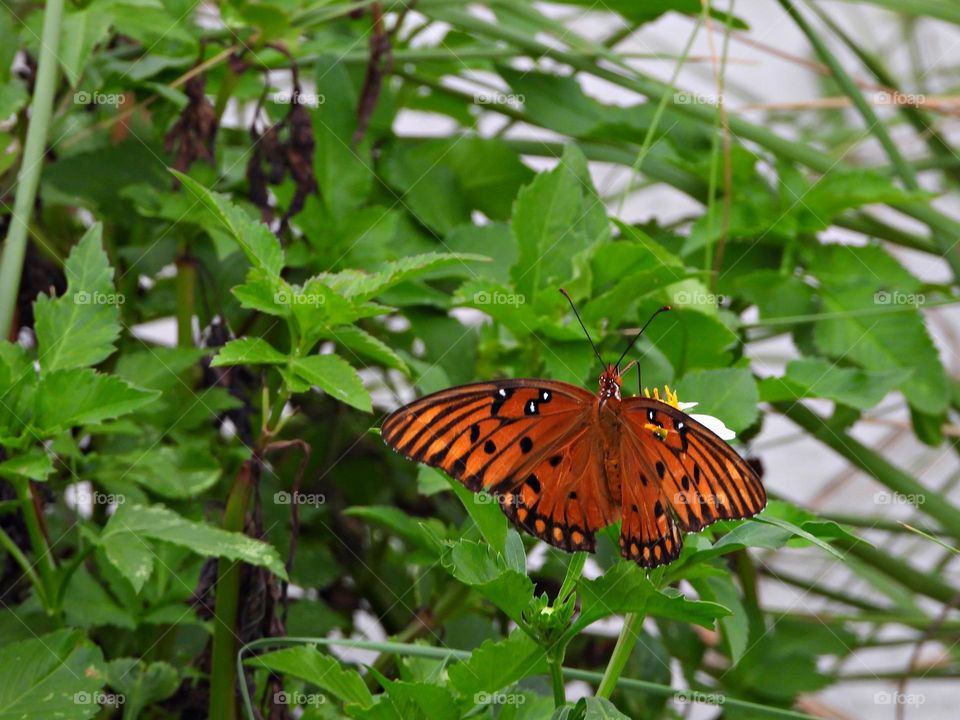 The Gulf fritillary is a medium-sized butterfly with elongated forewings. Adults have a wingspan range of 65 to 95 mm. Females are generally larger than males. The sexes are dimorphic