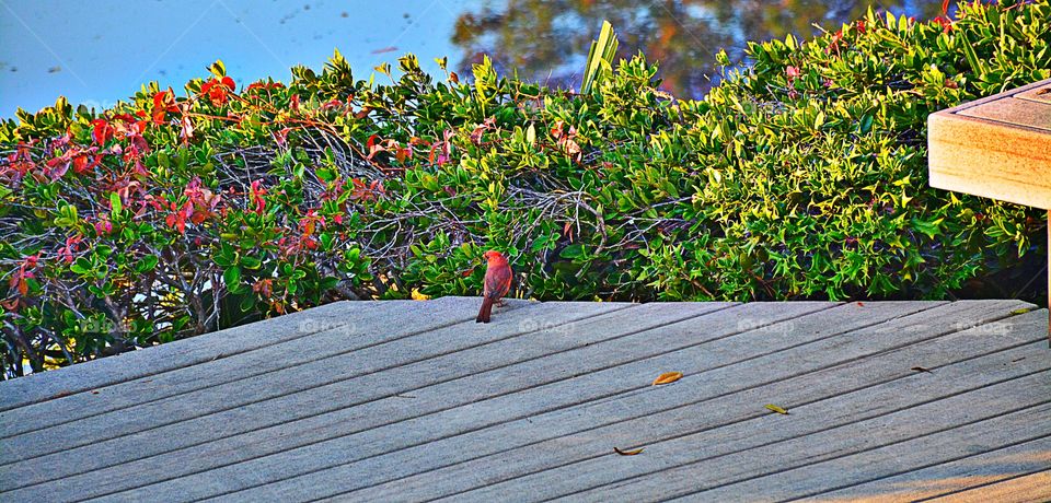 Cardinal on a deck
