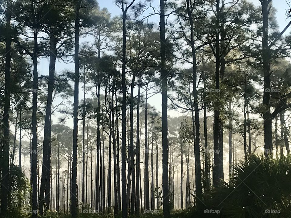 Tall pine trees with fog lying inside in the morning sunlight