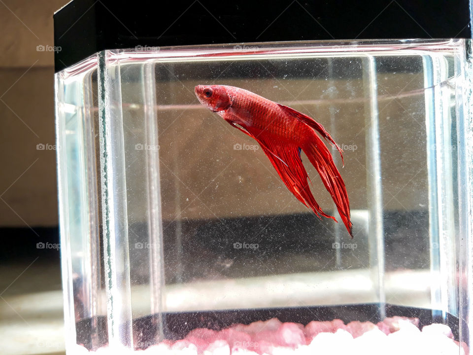 animais de estimação no Brasil: peixe betta.