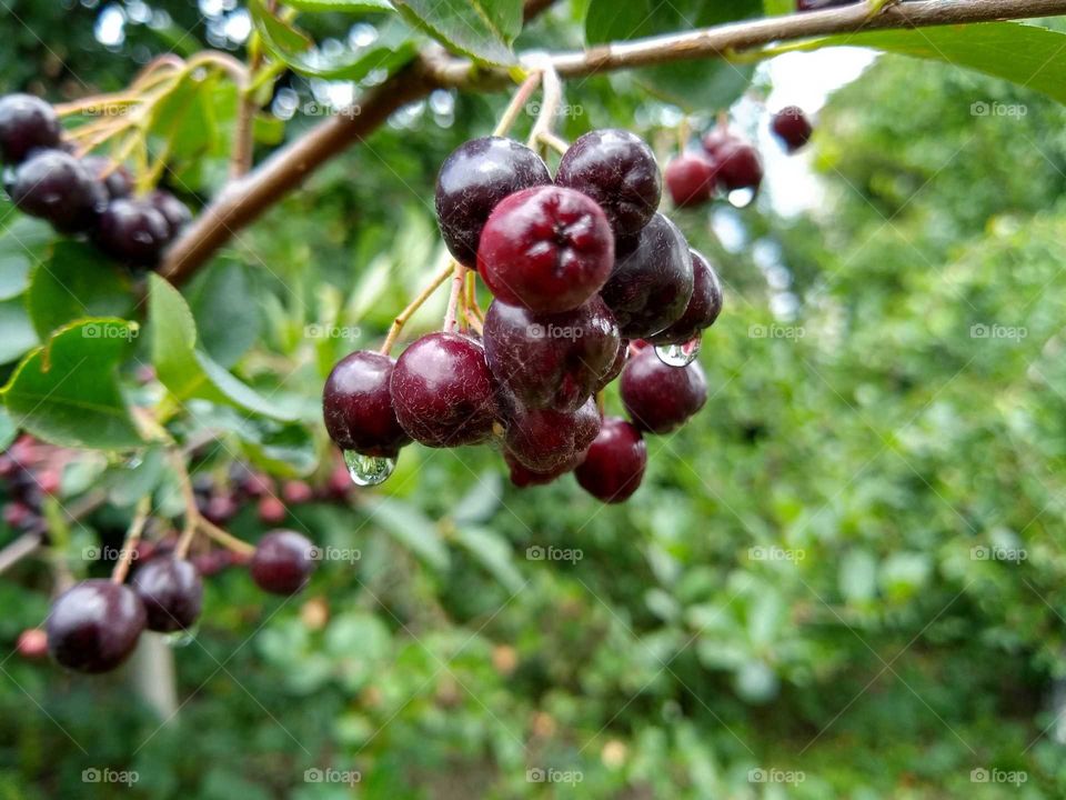 rain drops on the aronia #3