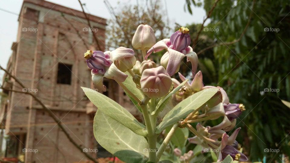 Medicinal plant.. Swet Akanda. A special type of inflorescence
