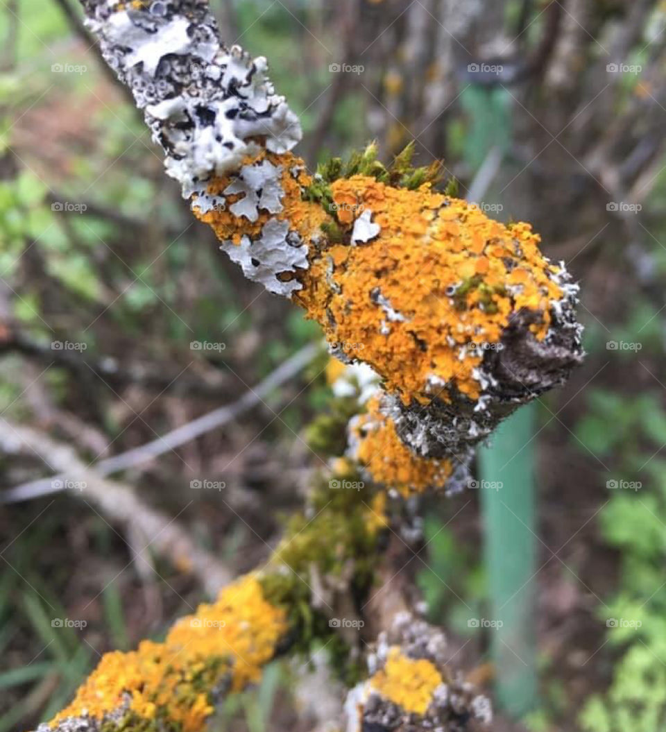 Lichen