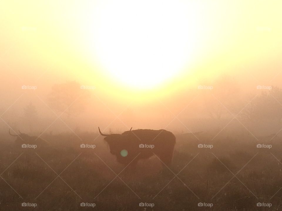 cows in the mist