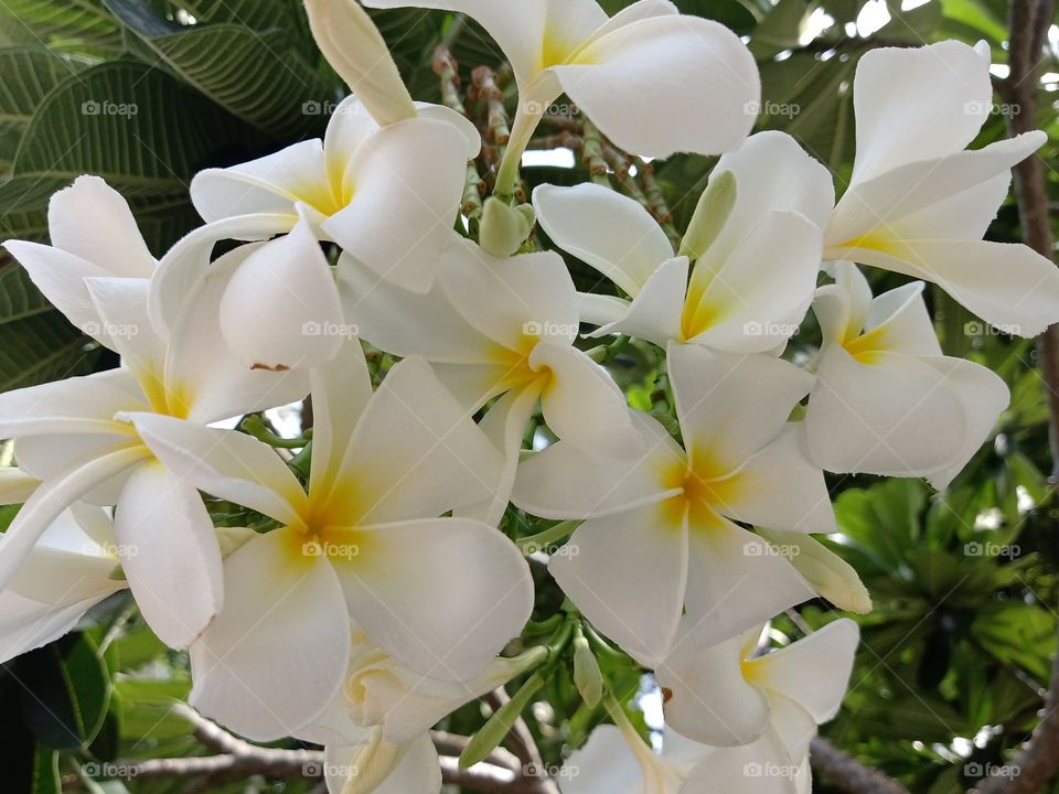 Beautiful Plumeria Flowers