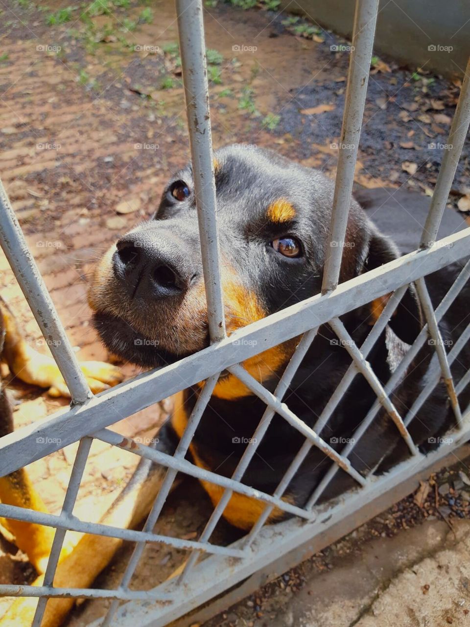 Cachorro atrás do portão