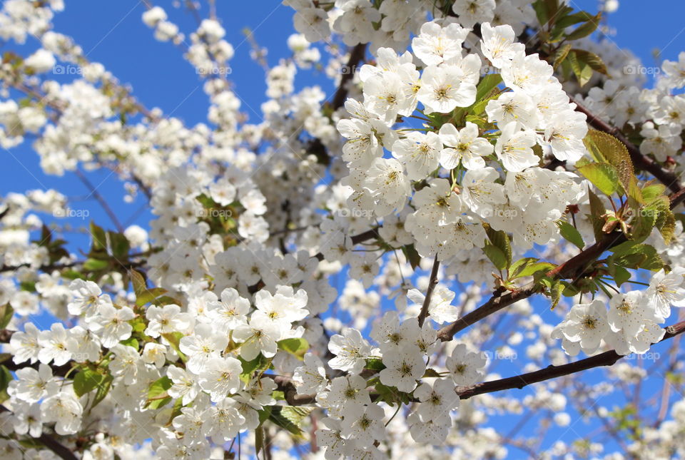 Spring blossom