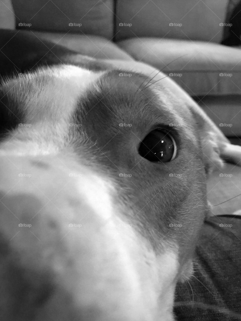 Close up of beautiful rescue dog 