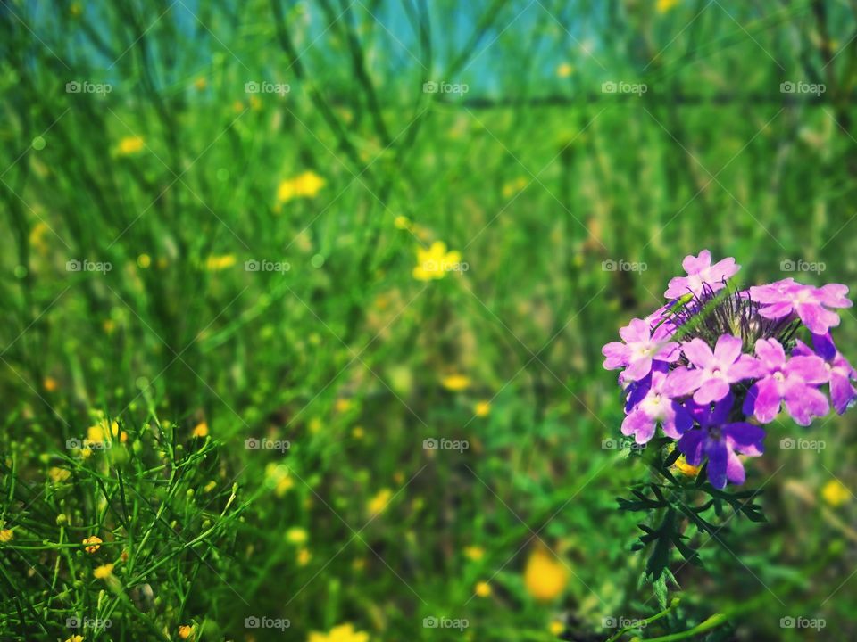 Prairie Verbena Side