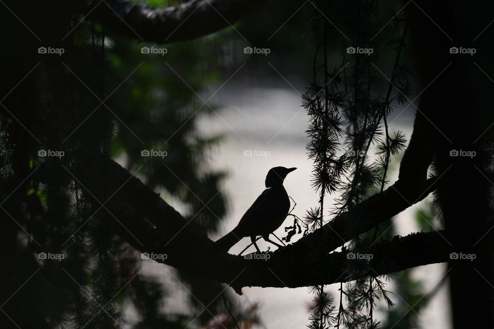 bird on the tree