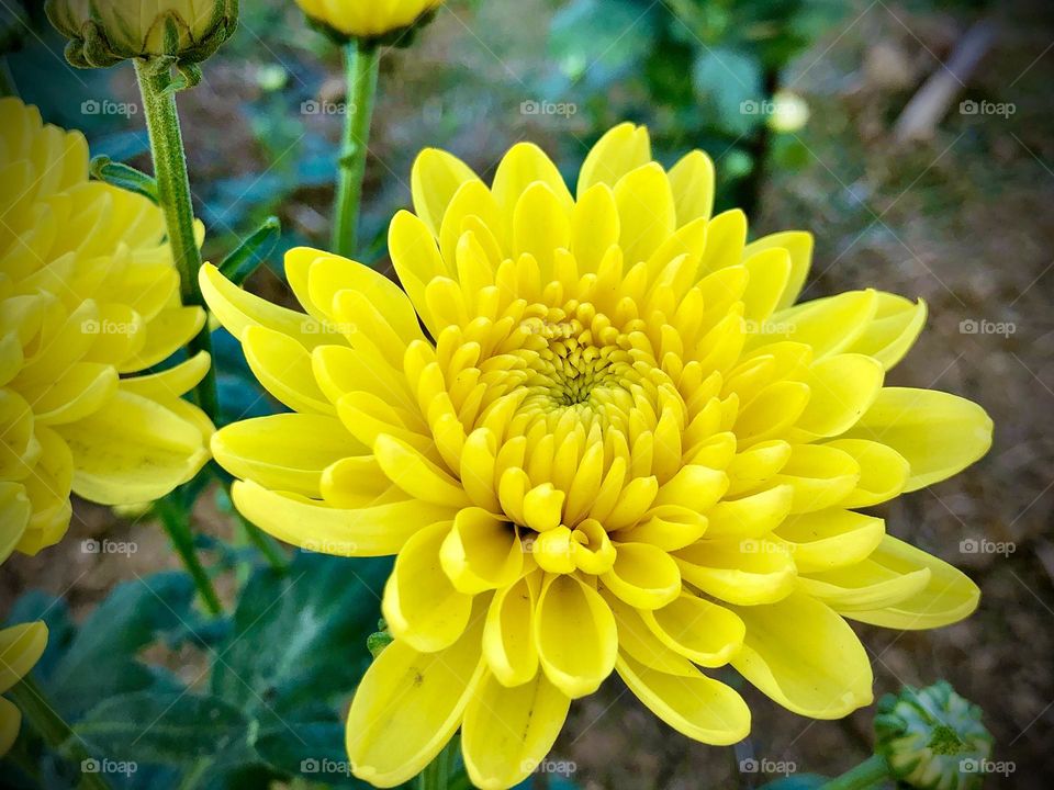 Nature flower 