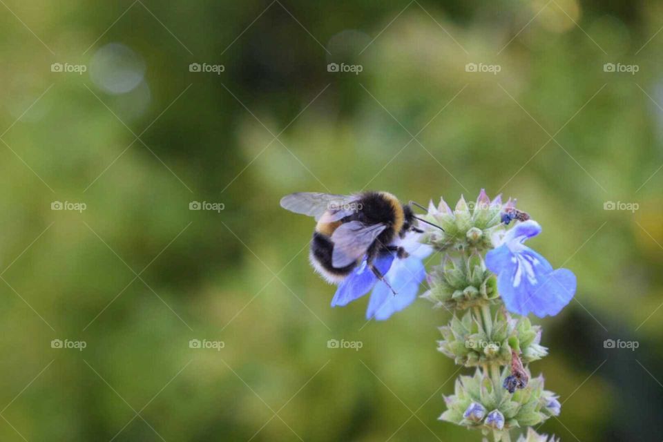 Nature, Flower, Insect, Bee, No Person