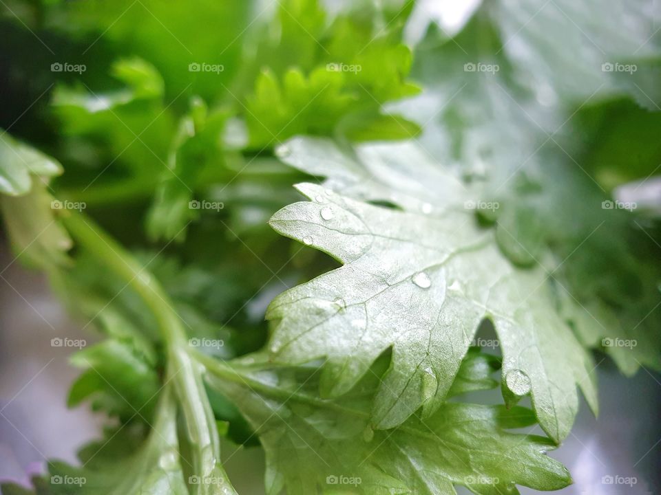 Beautiful details of fresh and clean closeup coriander leaves being prepared for cooking an asian dish.