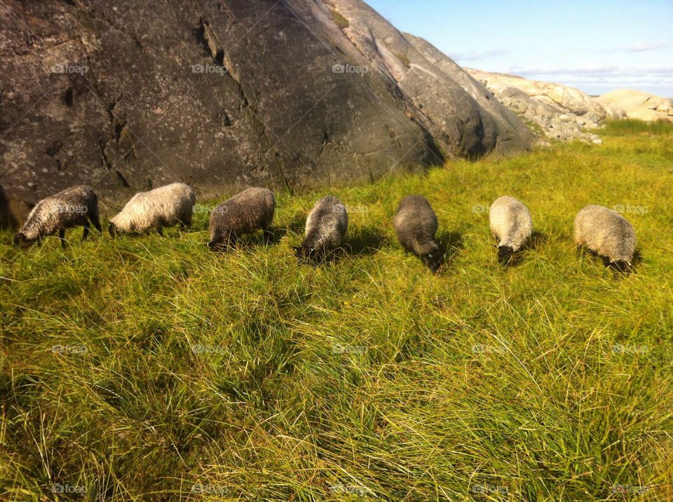 Sheeps grazing in grass