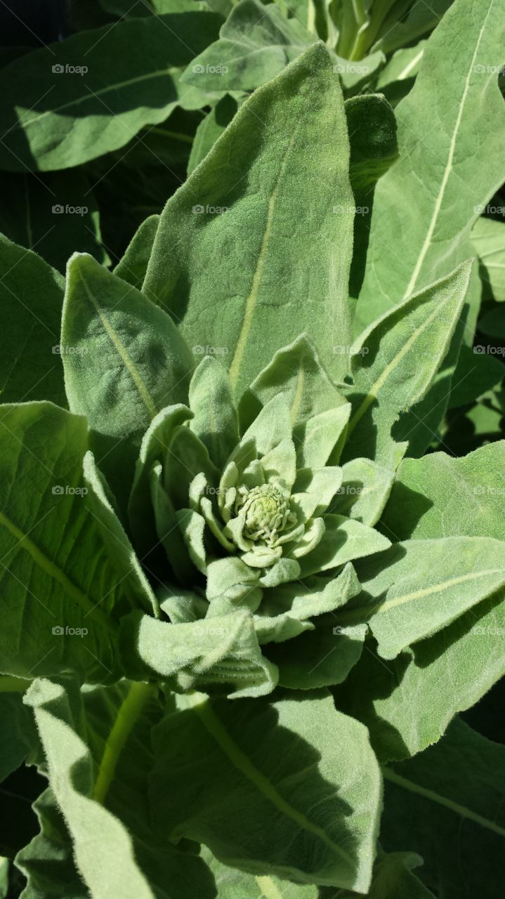 Mullein. Wild plant