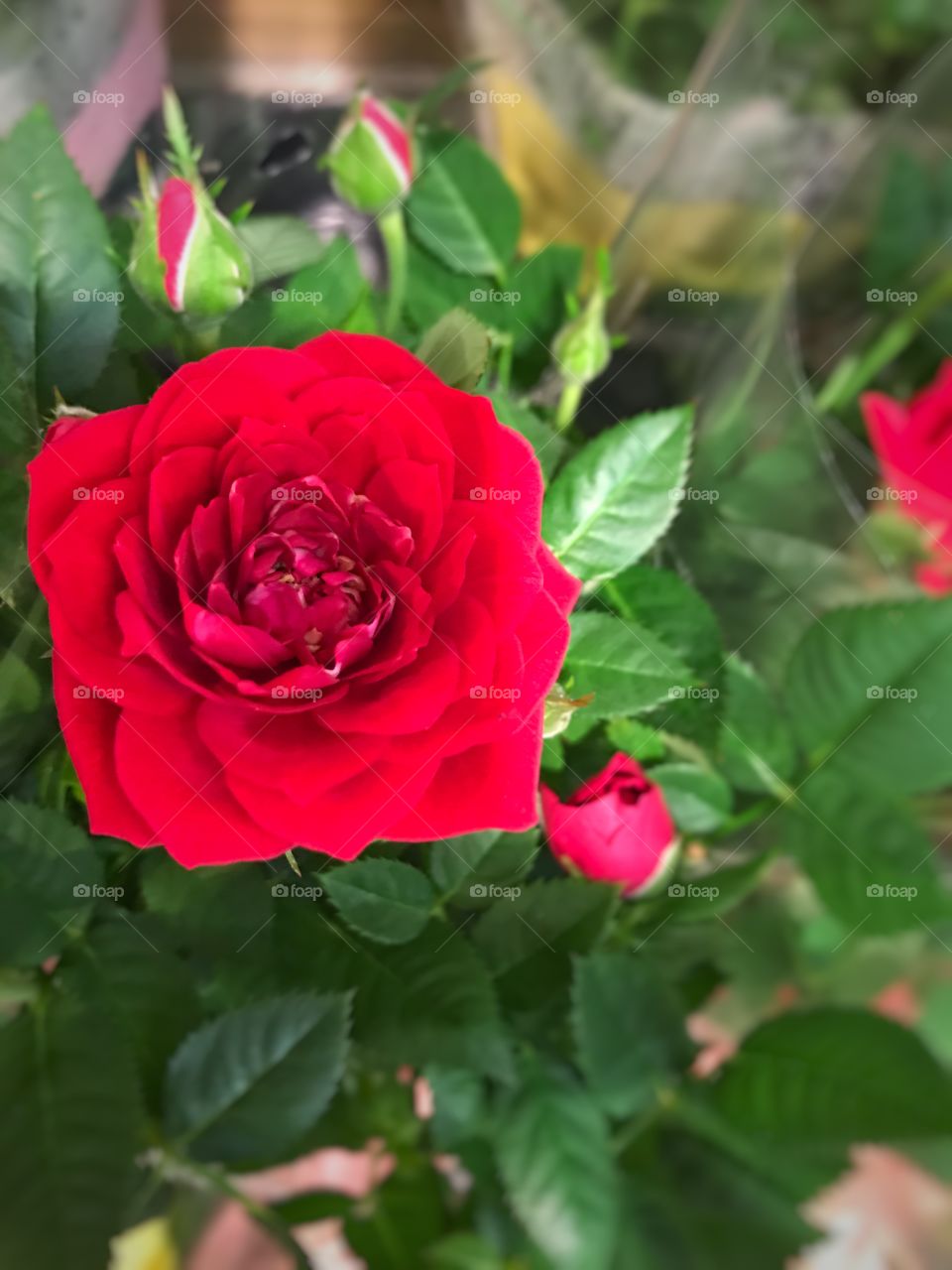 #rose #closeup #macro  #petals #red 