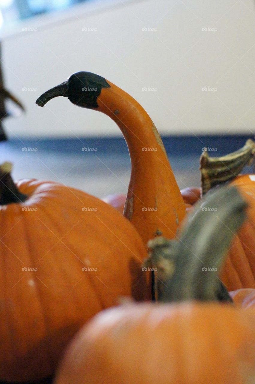 Gourd pumpkin odd shape