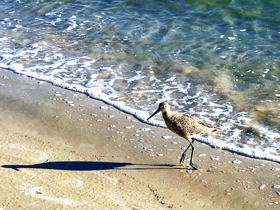 Shorebird at Matanzas Inlet