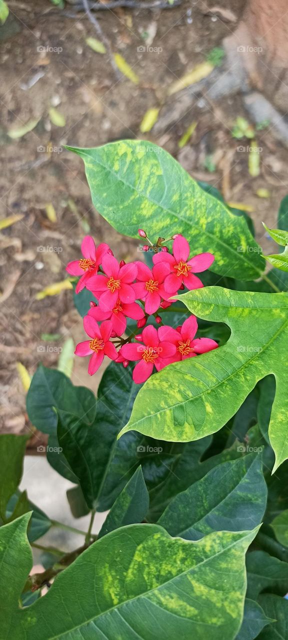 Jatropha integerrima