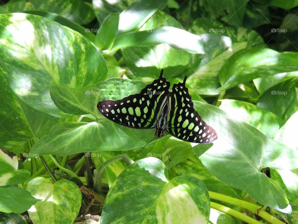 High angle view of butterfly on green leaf