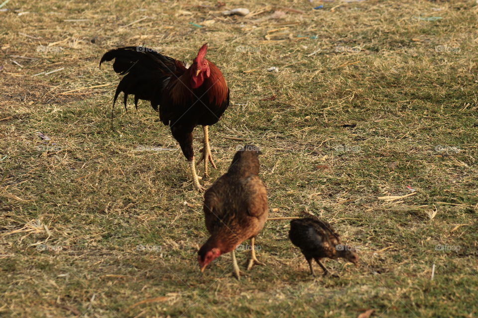 Three chickens are looking for food