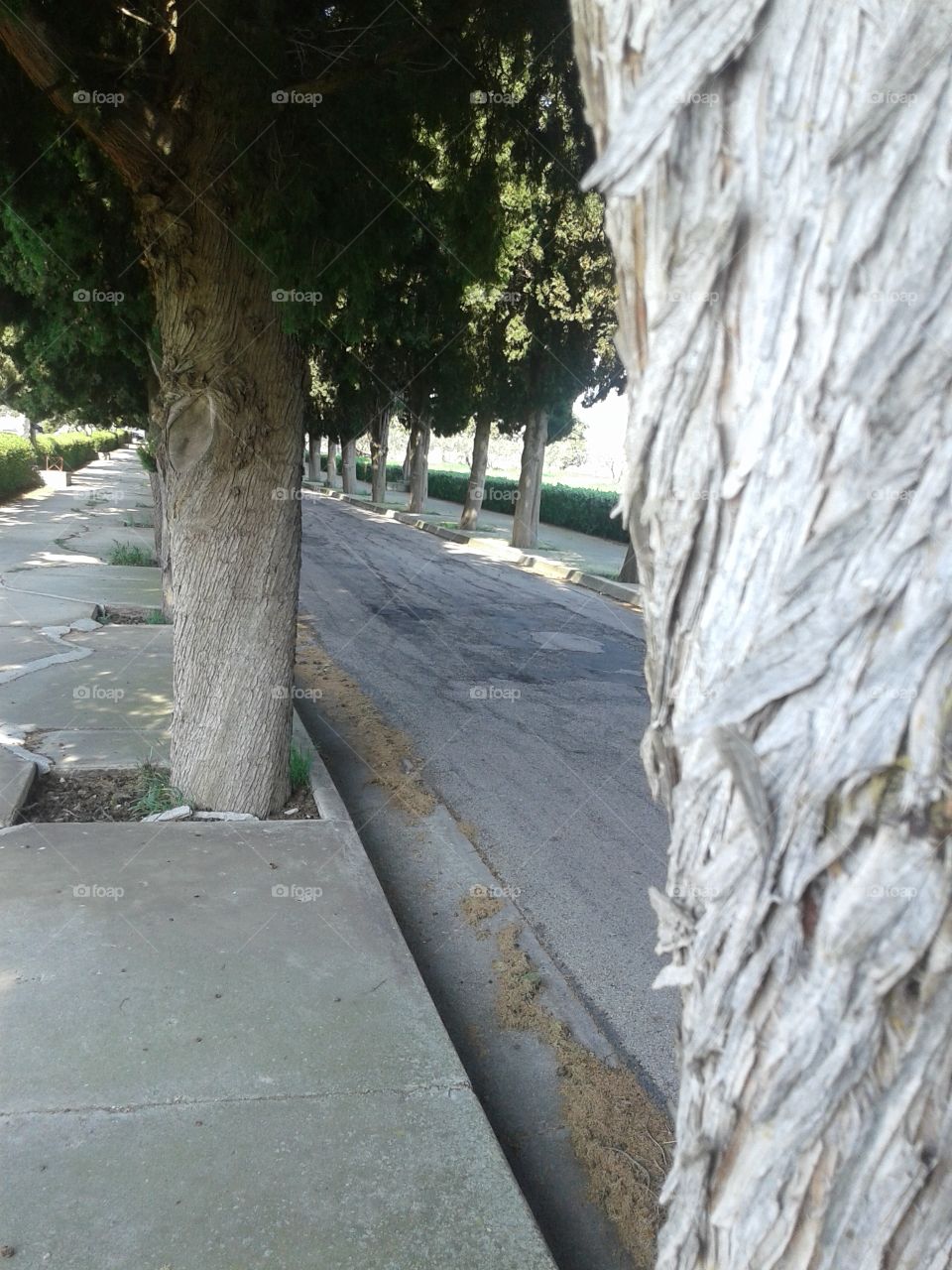 Viale