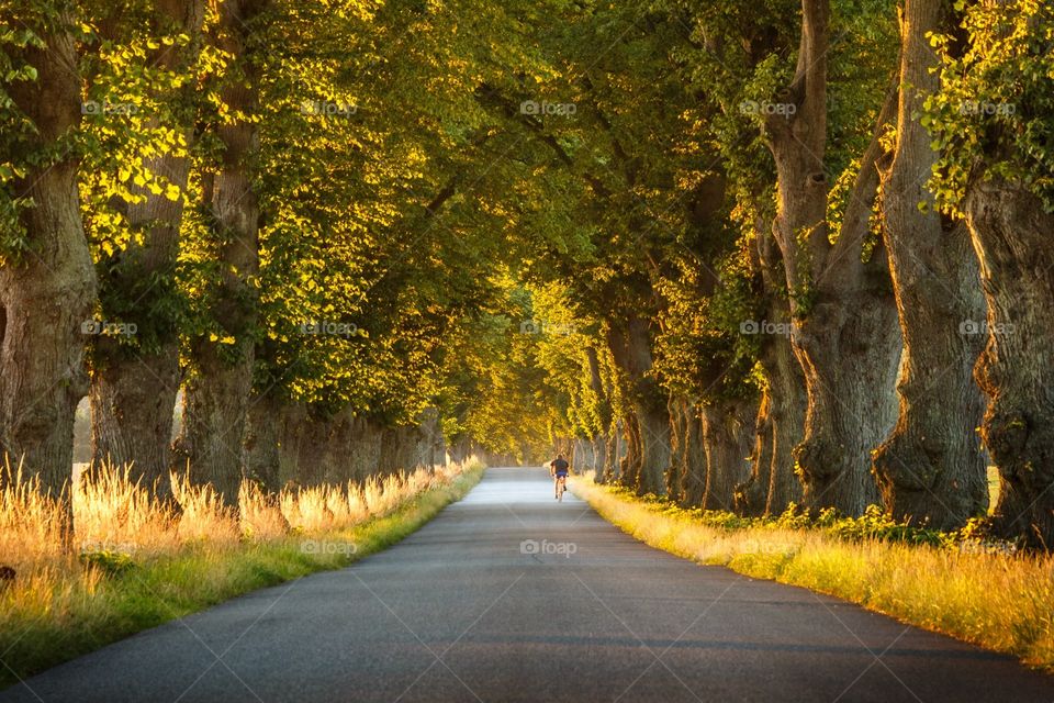 Road, Fall, Leaf, Tree, No Person