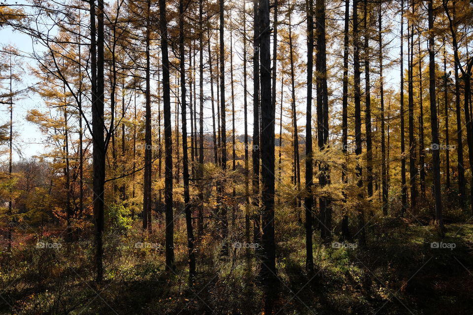 larch forest