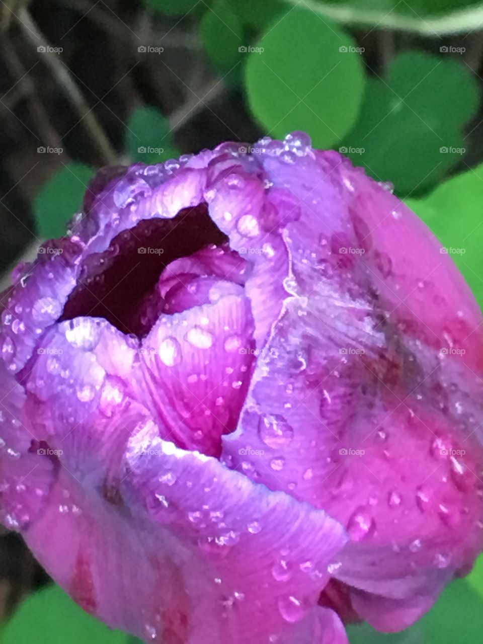 Purple tulip with rain drops 