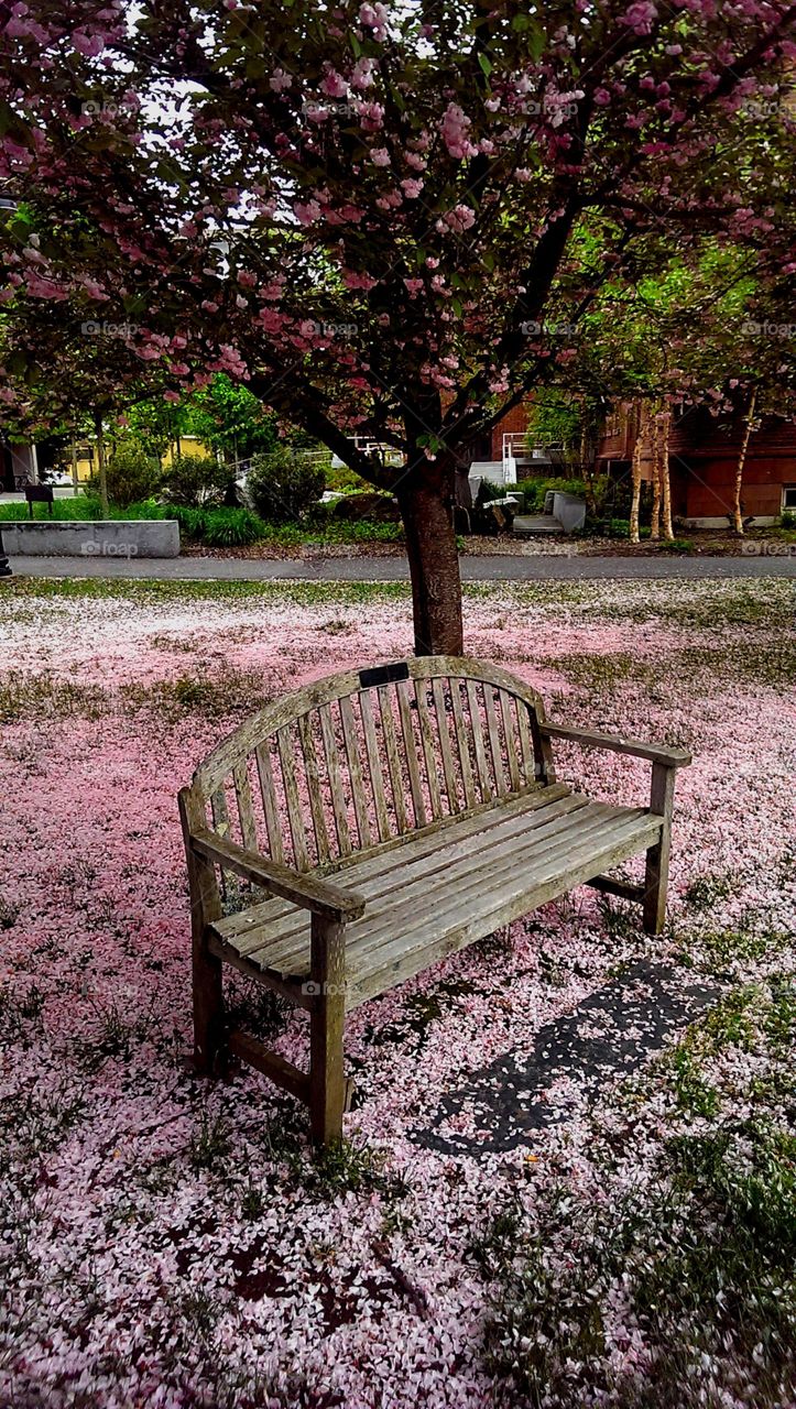 Bench surrounded by pink petals