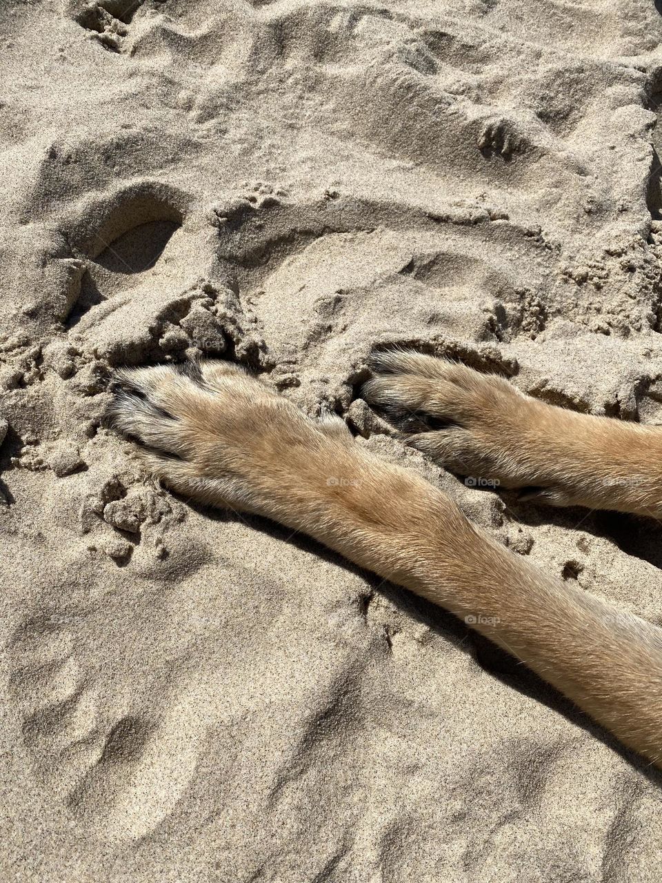 Dog paws in sand