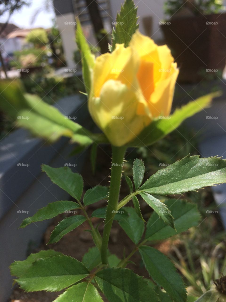 Bunga mawar kuning mekar ...