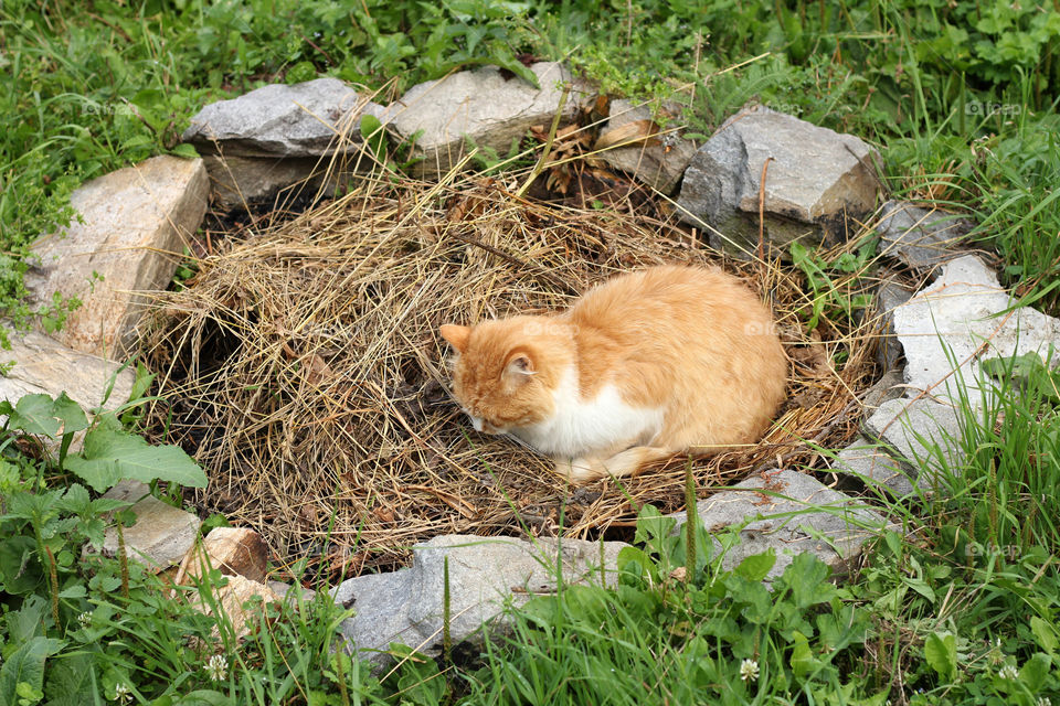 A cat flies in a nest