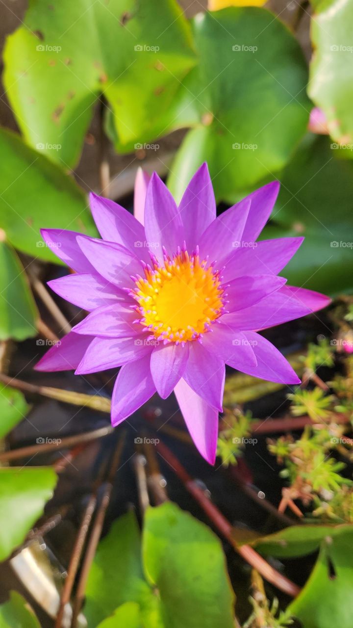 Waterlilly