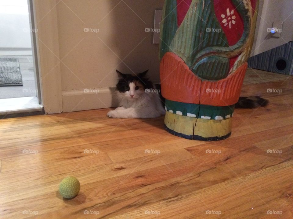 Kitten stalks ball