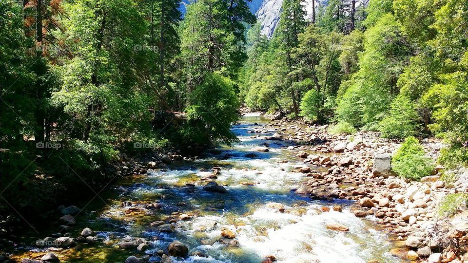 Flowing water in the forest