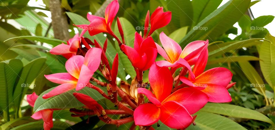 red aloha flowers