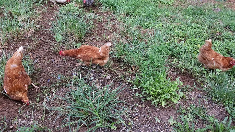 Chicks looking for worms