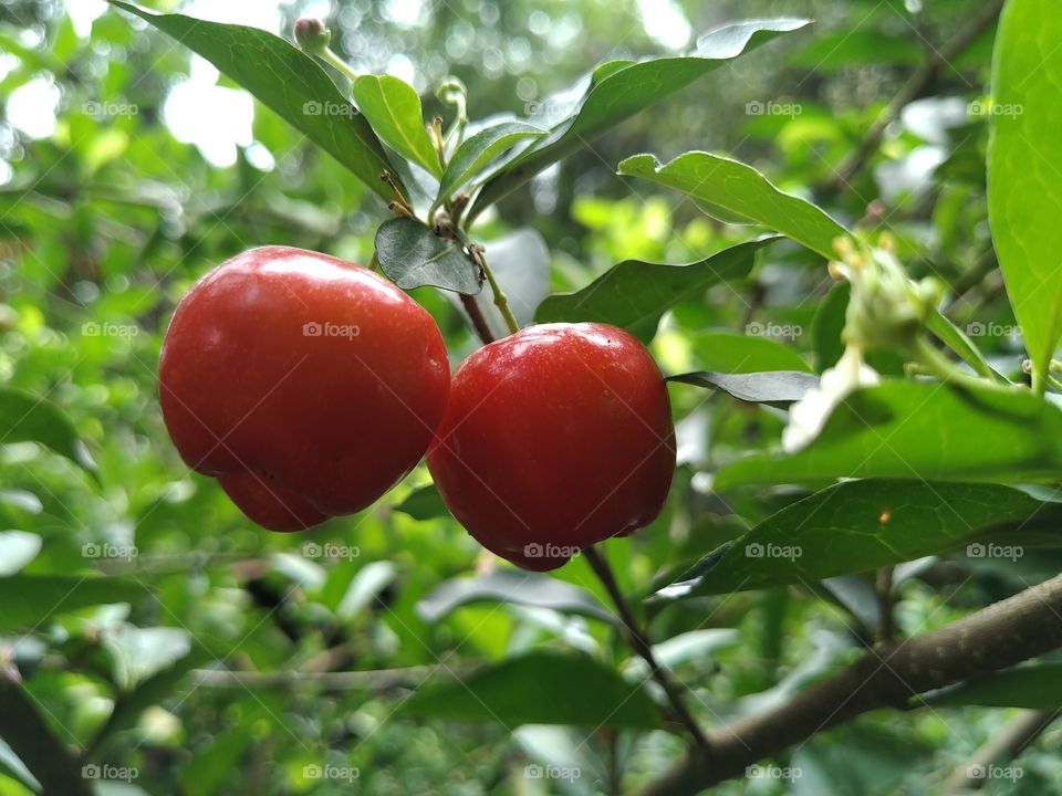 cherry fruits
