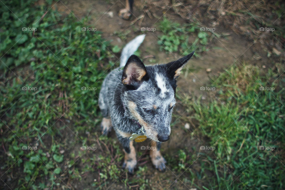 Mammal, Animal, Cute, Nature, Outdoors