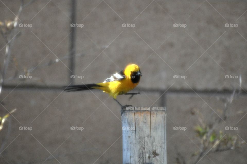 Black and Yellow bird