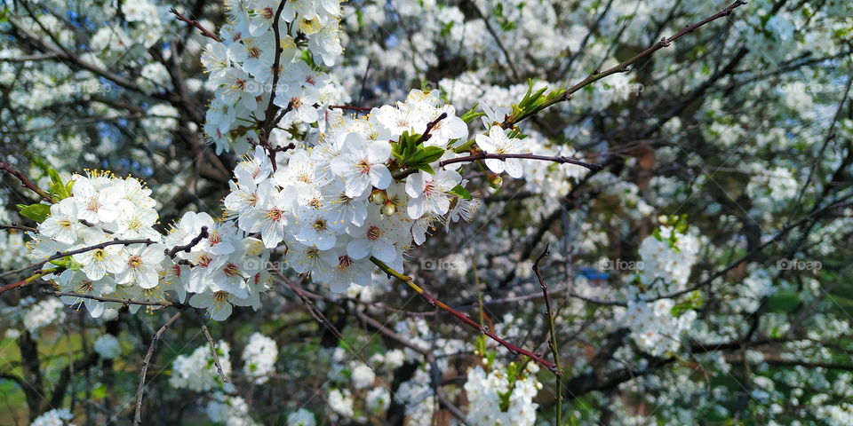 blooming cherry