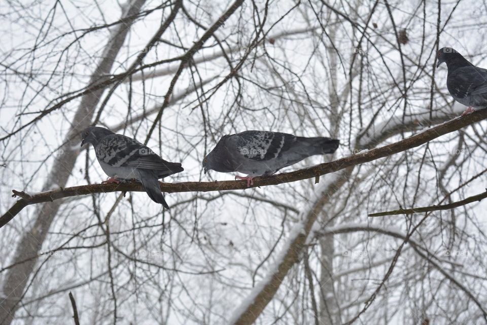 birds doves winter time